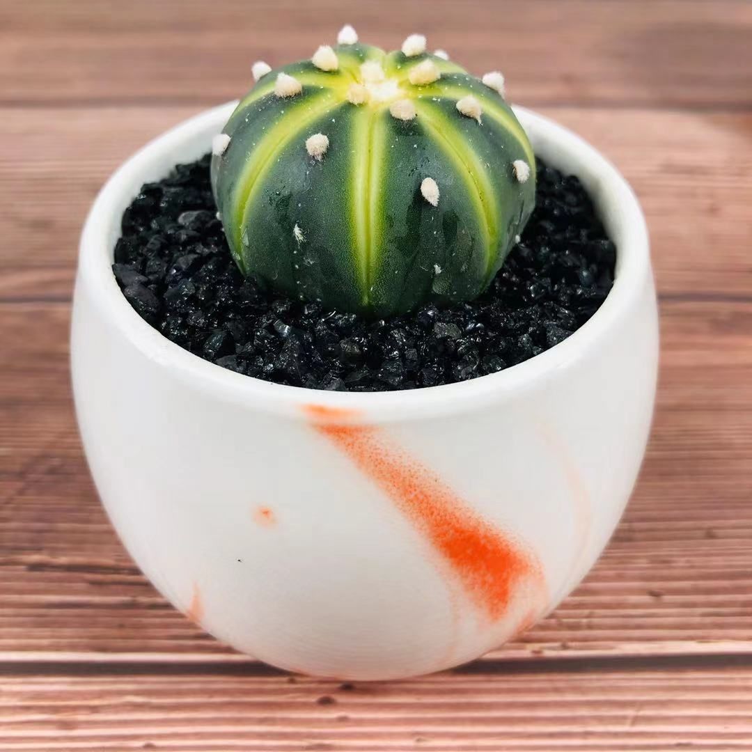 仙人球盆栽迎春锦银春锦西瓜兜无刺仙人球开花防辐射植物室内好养麦桑