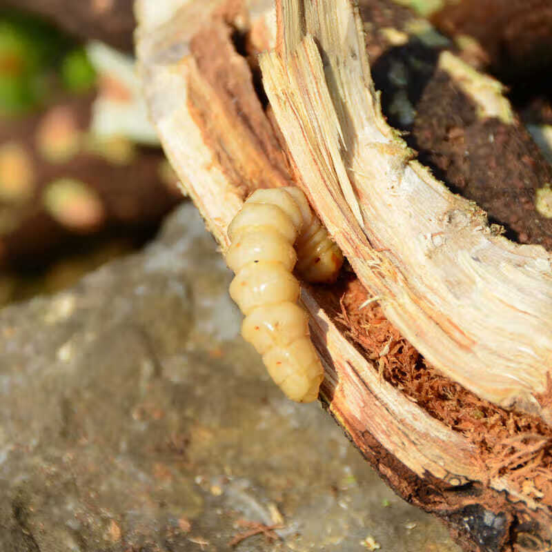 浙江斗米虫倒督黄狼虫黄寮刺虫云实蛀虫代烤买5条10条活虫