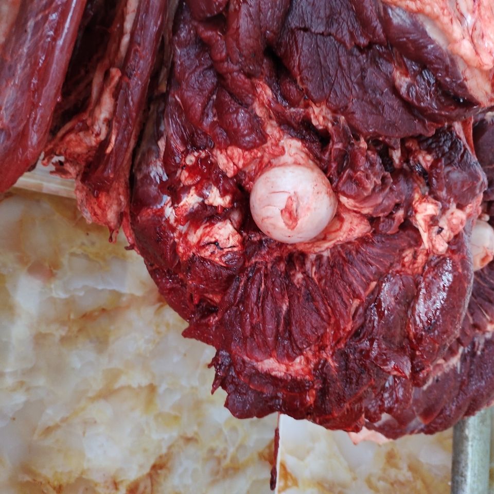 棠鲜生新鲜骆驼肉内蒙古牧区自家现杀骆驼肉5斤装2500g