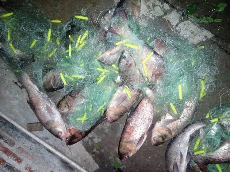 魚網三層網絲網綠絲三層魚網沉網沾魚網自動捕魚網攔河掛網加粗浮網急