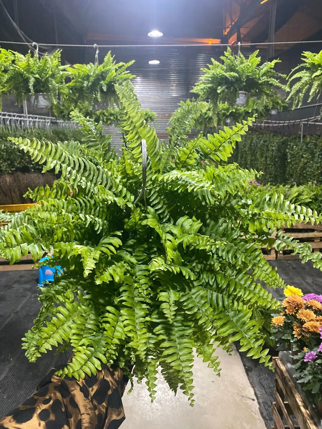 霸王蕨波士顿蕨大盆长叶垂吊蕨肾蕨客厅室内盆栽雨林绿植蕨类植物 180