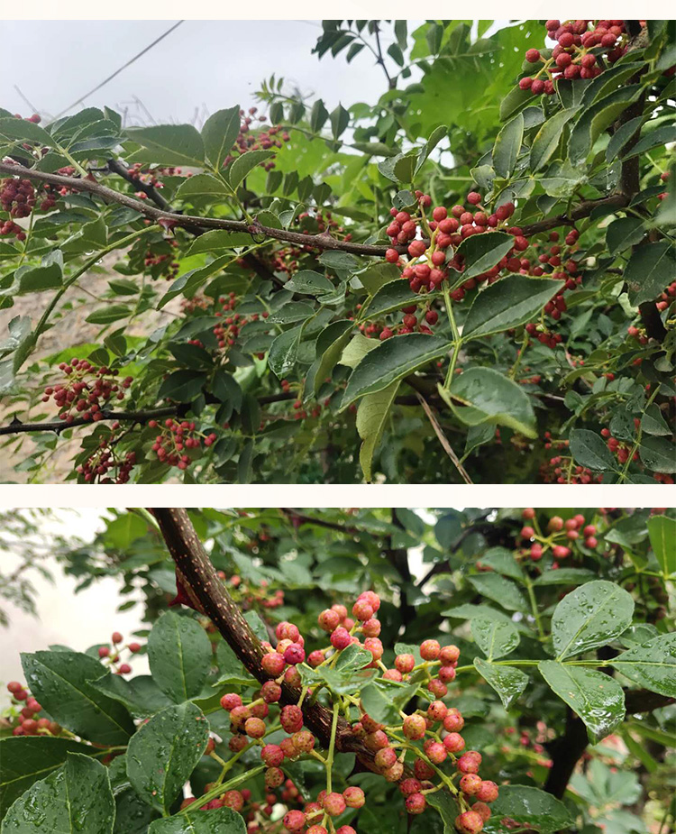 新鲜花椒2021山东花椒现摘现发新鲜花椒山东食用生花椒山花椒500g