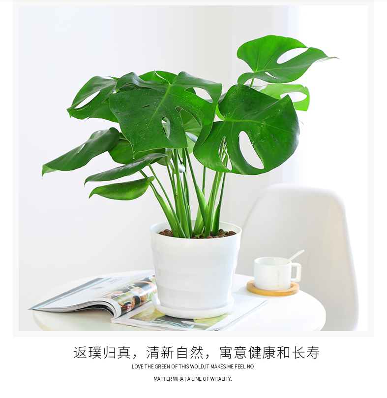适用空间:庭院是否含花盆:不含盆类别:观叶植物品种:龟背竹货号