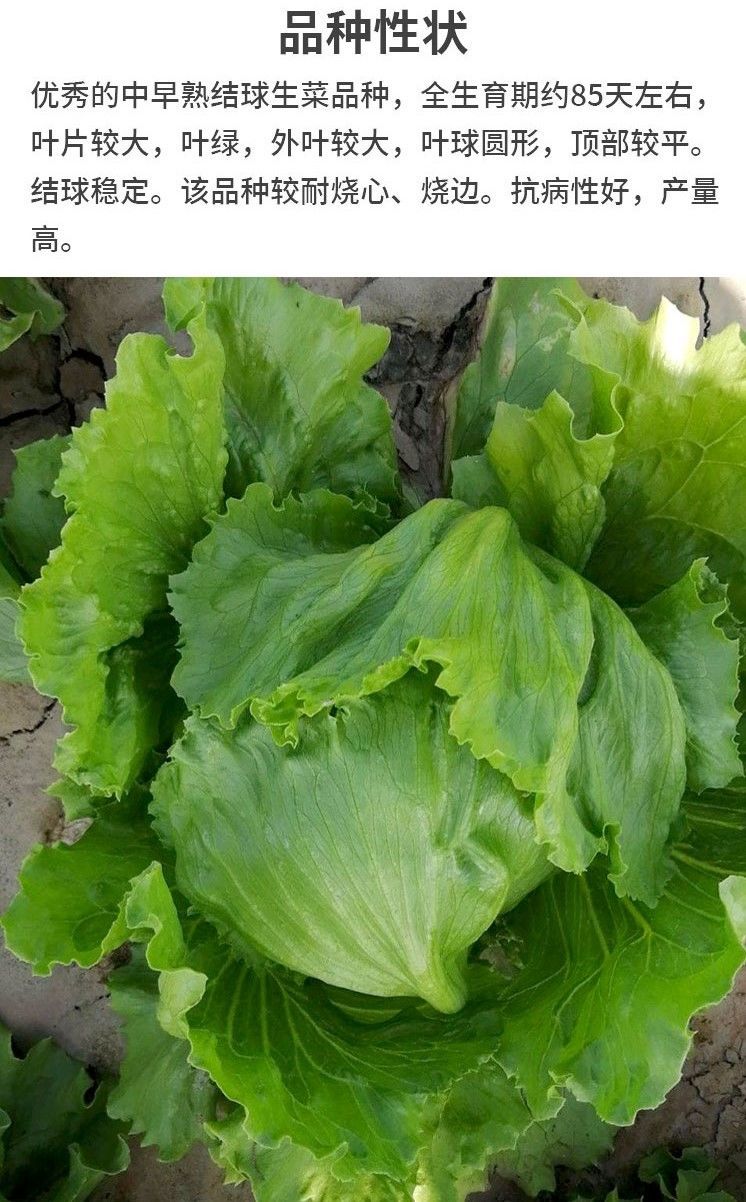 种子圆生菜春夏秋四季播生菜种子/球菜种子球生菜生菜籽 结球生菜种子