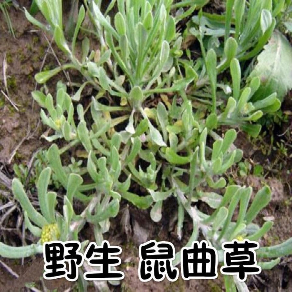 伟博鼠麴草 福建鼠曲草 佛耳草 清明菜全草干货田艾 50克