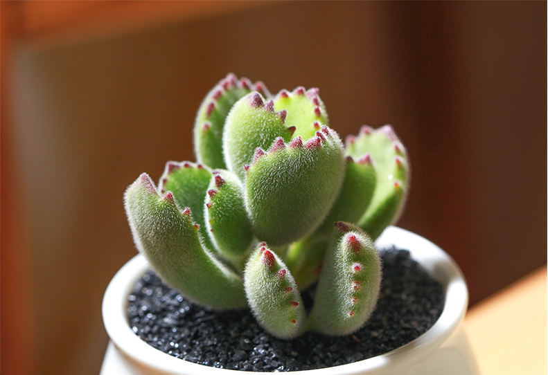 熊掌多肉植物群生熊童子多肉植物多头老桩肉肉植物盆栽花卉绿植熊童子