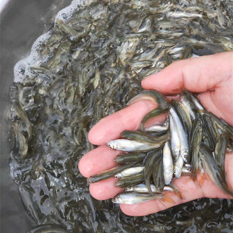 优质淡水养殖银鳕鱼苗观赏鱼大鳞鲃鱼苗活体包活名优鱼好养耐寒 银