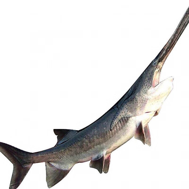 棠鲜生 新鲜鸭嘴鱼 养殖场自产 现杀现发真空包装 3-3.3斤 适合2-3人