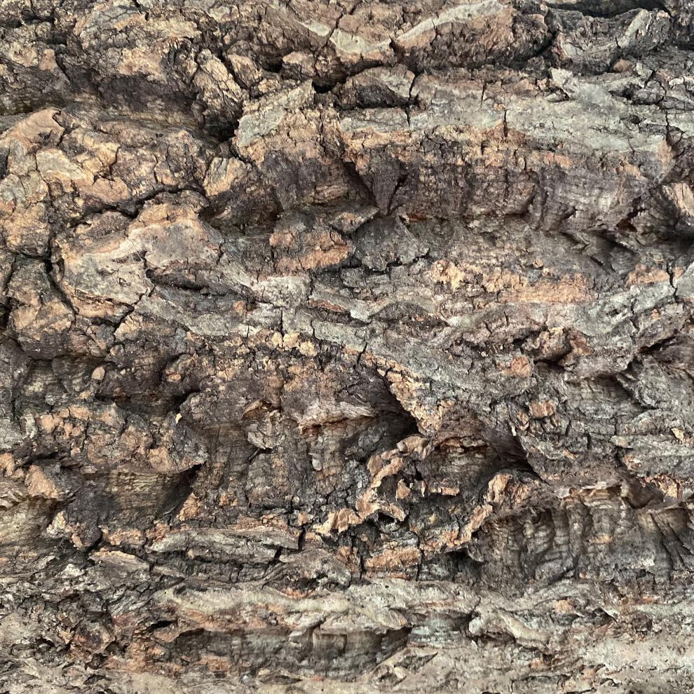 新型香槟树皮 香槟树 爬宠专用植物定植 空气凤梨底座 爬宠造景 园艺