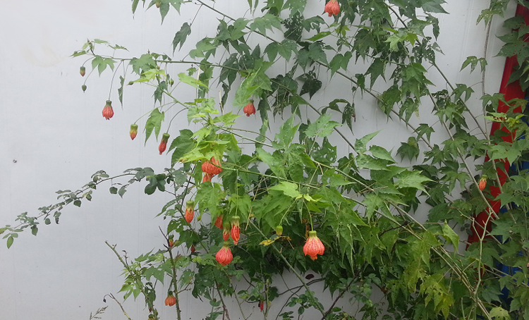 阳台花园垂吊花卉木本灯笼风铃花纹瓣悬铃金铃花盆栽倒挂金钟花苗4年