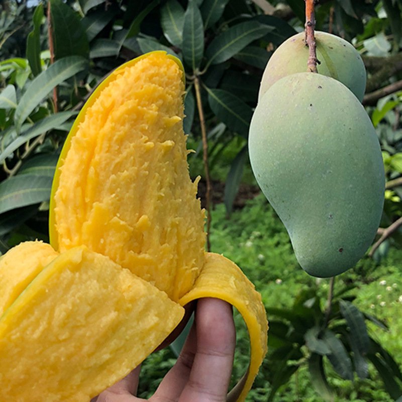 海南金煌芒果新鲜水果黄皮芒果肉厚核小水仙芒非大青芒9斤 大果 5斤