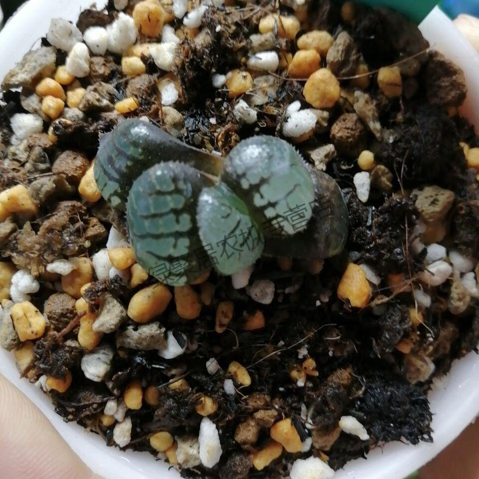 6 多肉植物 魔界 寿 3.