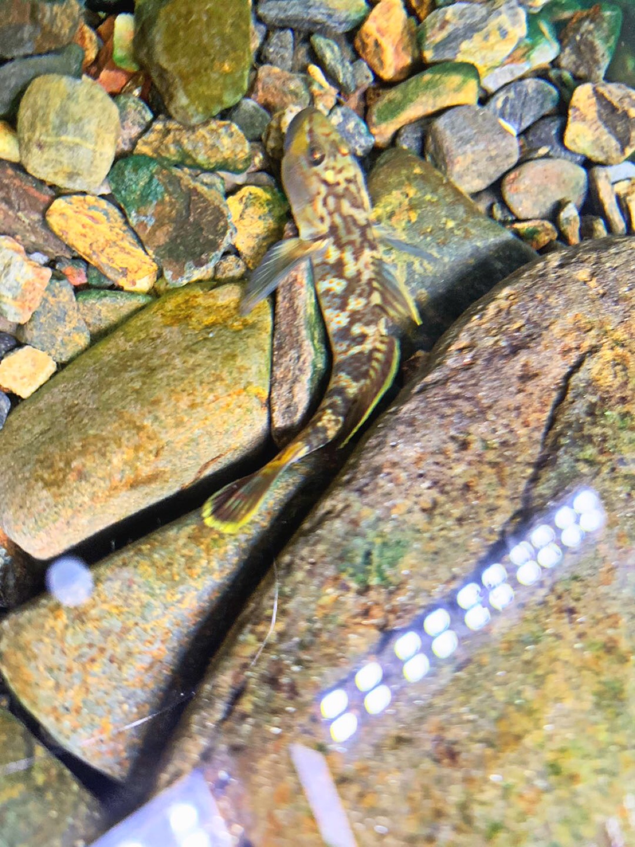 原生魚溪吻蝦虎魚冷水淡水魚缸造景小型觀賞魚高帆褐吻蝦虎鰟鮍魚