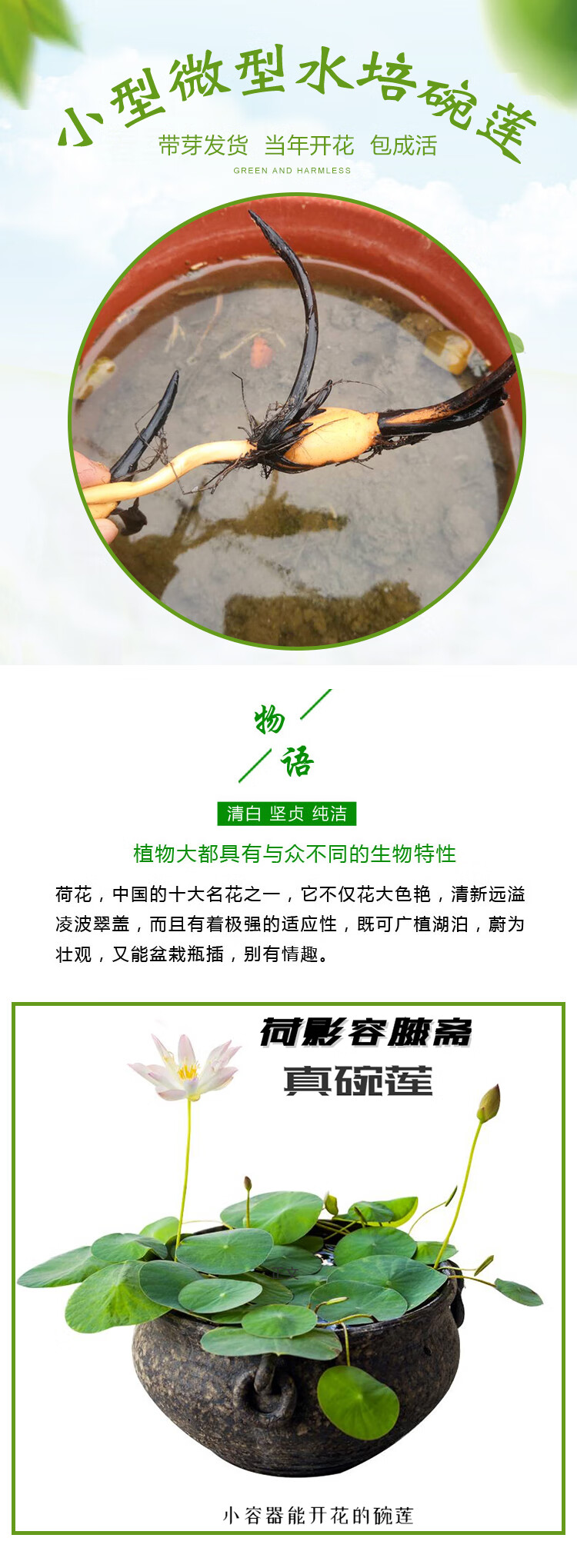 迷你碗莲种根茎水培植物婉莲种藕小型荷花藕盆栽成品苗 醉湘云 成品苗