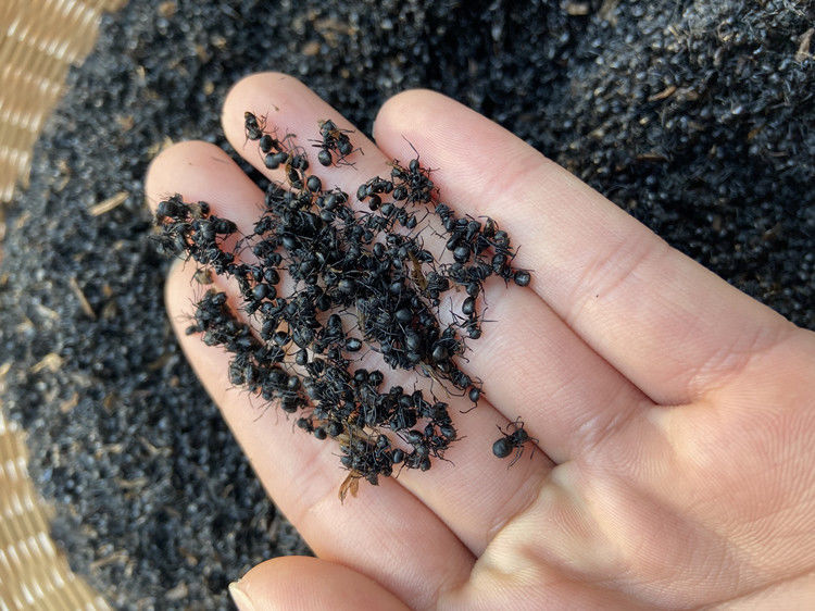 伟博干品 黑蚂蚁 广西大黑蚂蚁 拟黑多刺蚂蚁 中