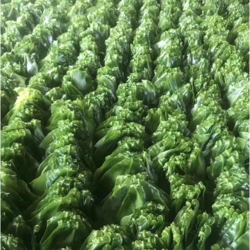 新鲜台湾山苏 台湾山苏叶酒店特色菜山苏菜鸟巢蕨 炒食做汤 1500g