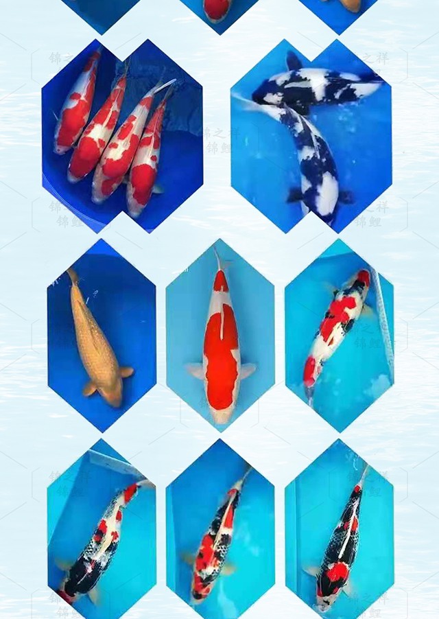 锦之祥锦鲤日本纯种活鱼进口活体丹顶三色昭和鱼苗大小巨型招财淡水
