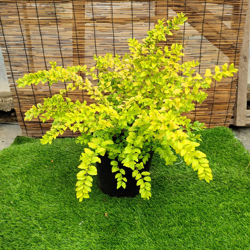 卡庭森金叶女贞盆栽棒棒糖球形小叶女贞苗花镜庭院别墅造景观叶常青