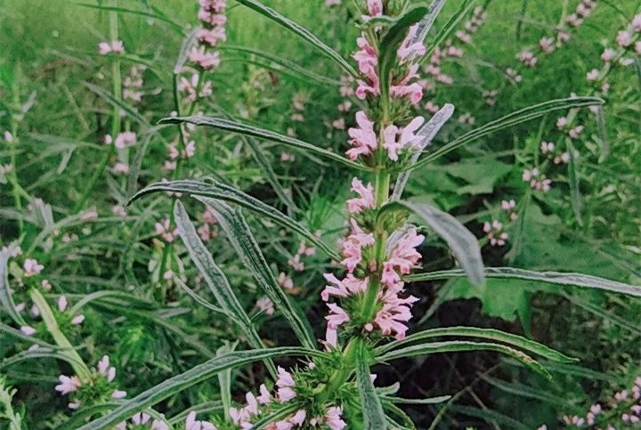 新鲜现采摘食用调理姨妈草月经草中药材暖宫幼苗白紫花新鲜益母草1斤