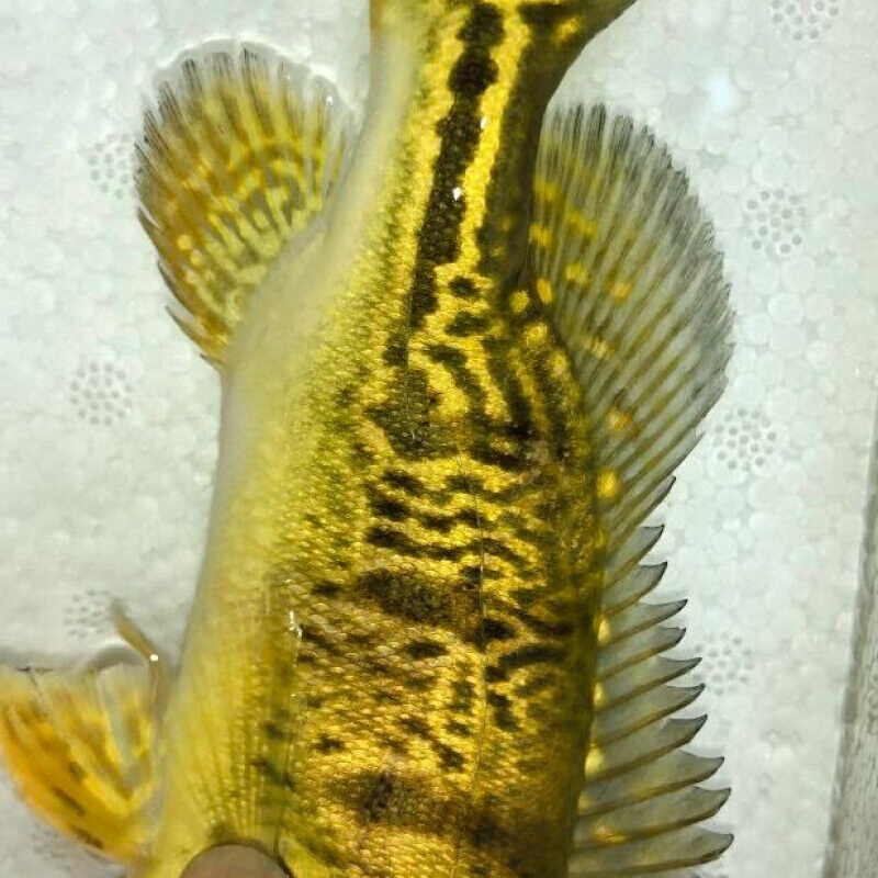 【店铺推荐】黄金虫纹巴西亚三间鱼巴西亚鱼苗热带观赏鱼龙鱼配鱼