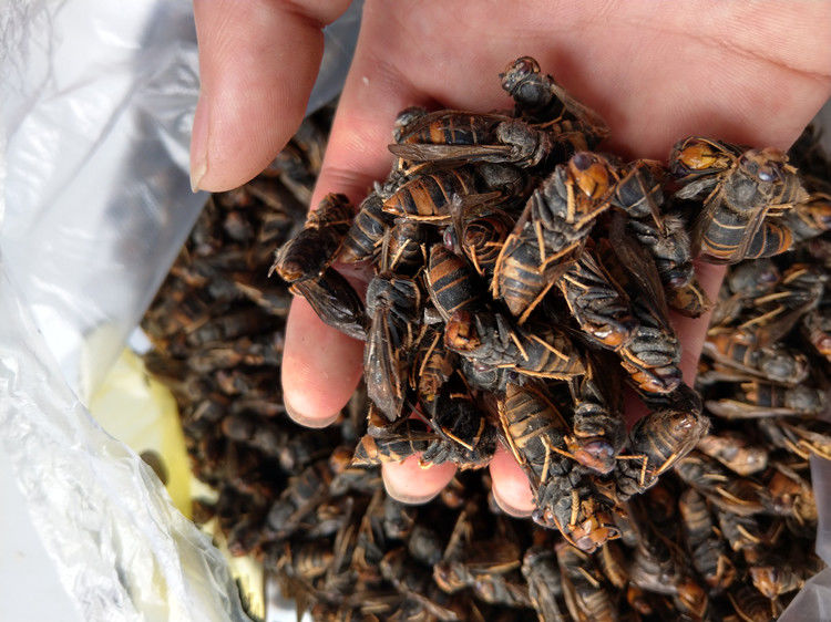 伟博干货自然晒干葫芦蜂老蜂树蜂马蜂胡蜂泡酒用老蜂阳光下自然风干