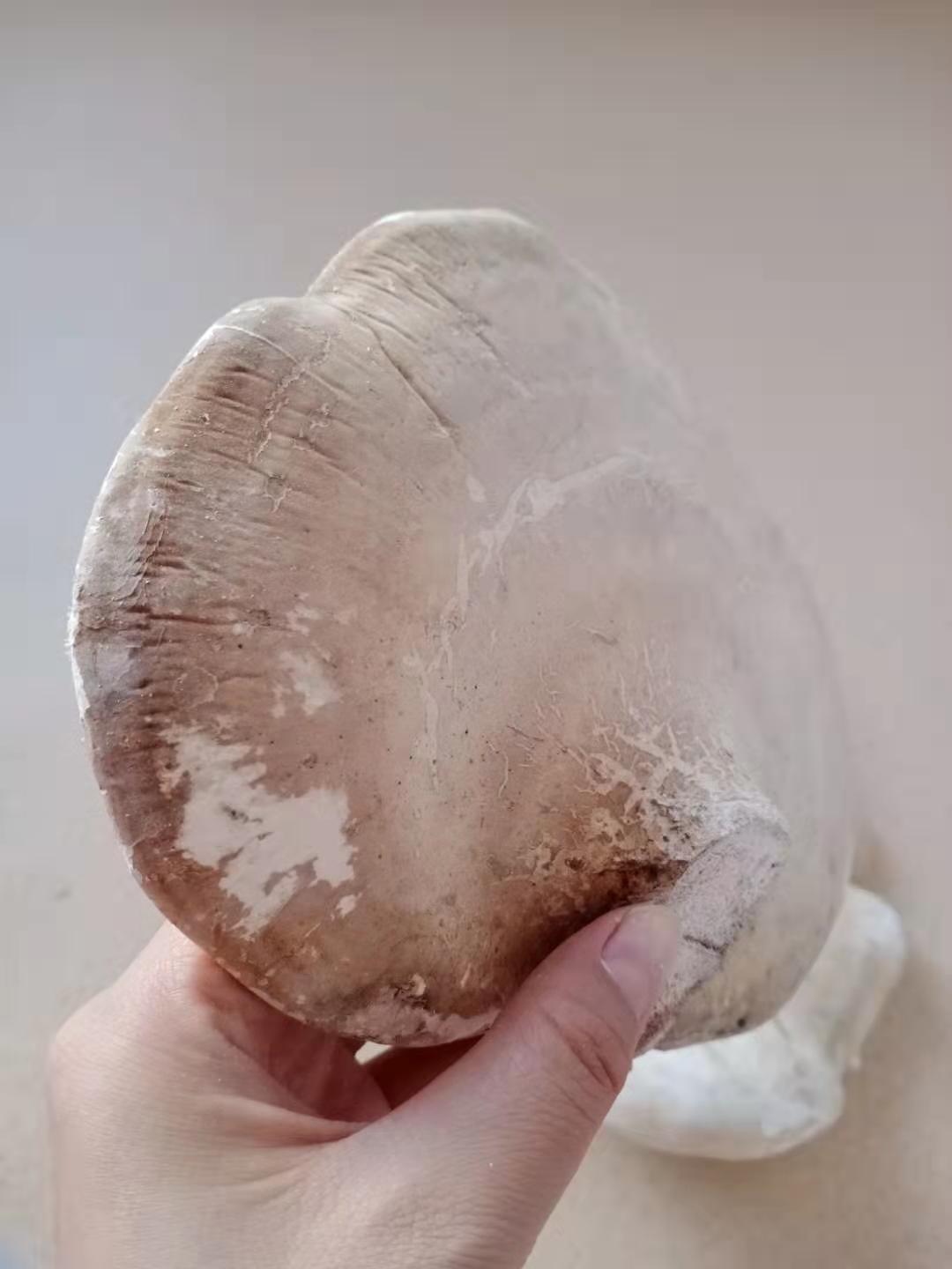 长白山白灵芝白边白玉灵芝白桦树灵芝桦剥孔菌产地切片白灵芝250克