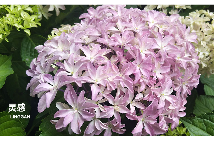 万华镜纱织小姐惠子摇摆乐太阳神殿卡米拉艾薇塔大花绣球八仙花艾薇塔