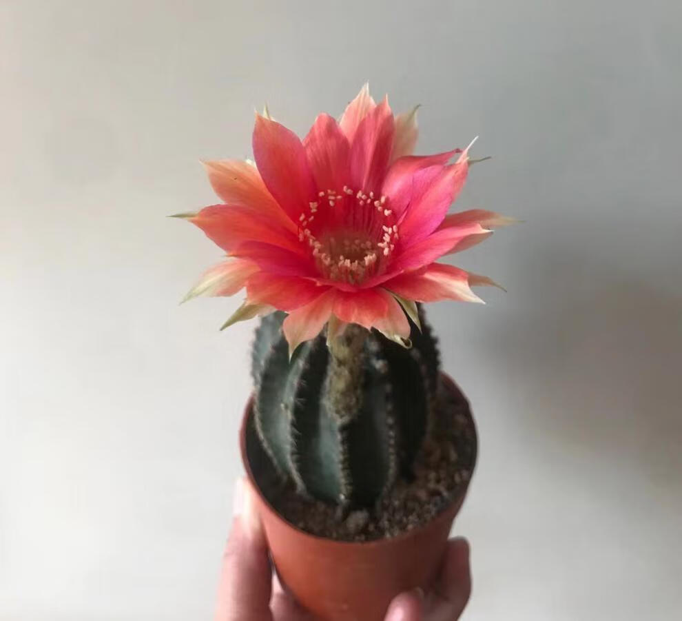 超大黑金刚仙人球易养室内阳台含盆带土栽好 金刚锦16-17高 带盆栽好