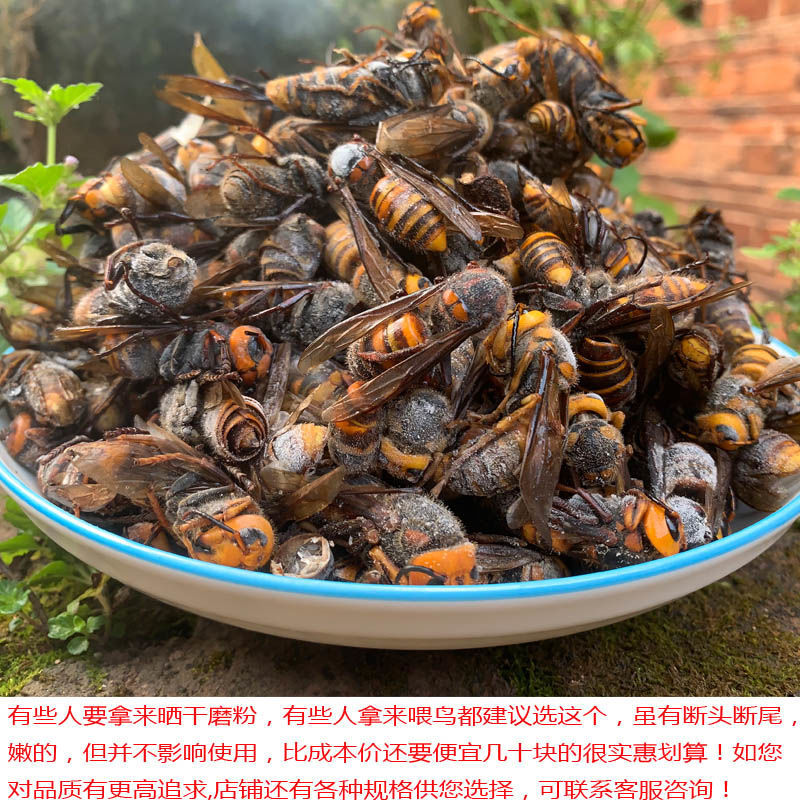 虎头蜂活冻活蜂金环胡峰大黄蜂红娘土蜂 100g虎头蜂(含断头断尾【图片