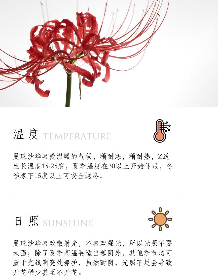 彼岸花稀有血红色曼珠沙华彼岸花种球红花石蒜四季盆栽曼陀罗华球根劲诚血红精选大球4棵 1棵换锦