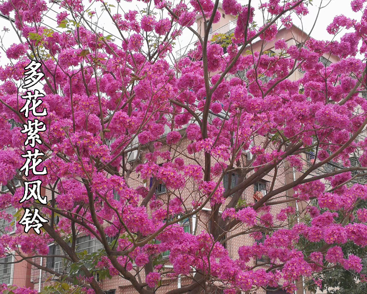 花姬黃花風鈴木苗黃花風鈴樹苗紫花風鈴多花盆栽地栽庭院小區綠化紫花