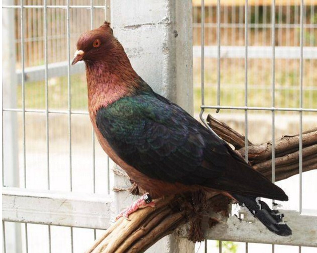 觀賞鴿鳳尾淑女秀兩頭烏信鴿兩頭紅大鼻子鴿子活體白金眼一對