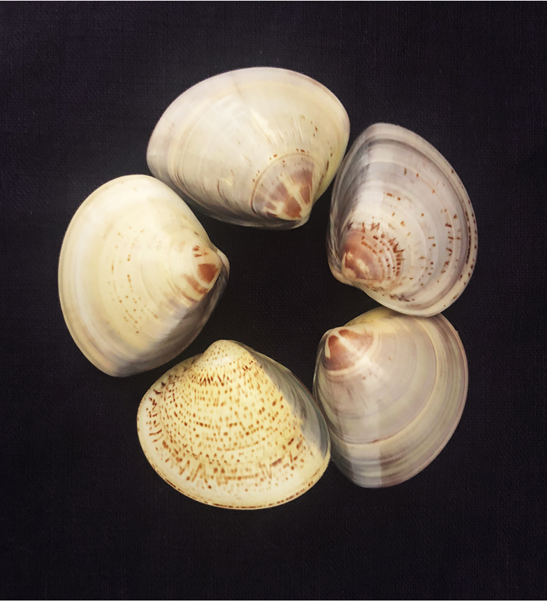 5个装老上海蛤蜊油国货防干裂贝壳油歪歪油哈喇护手霜哈利滋润手足