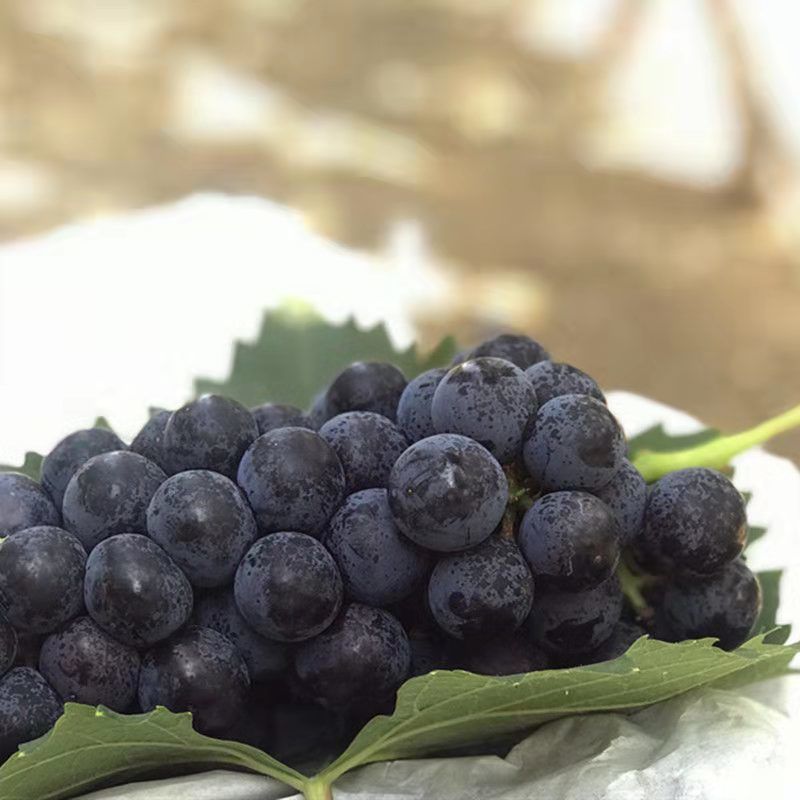 运城无籽夏黑葡萄新鲜应当季玫瑰香提子孕妇整箱 2斤颗粒装