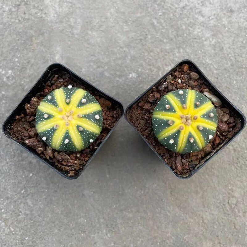 西瓜球星兜锦多肉植物盆栽开花无刺仙人球室内桃心防辐射经典绿植