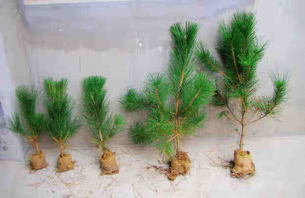 黑松小苗松树苗罗汉松雪松树苗白皮松小苗黑松盆景苗实生五针松苗