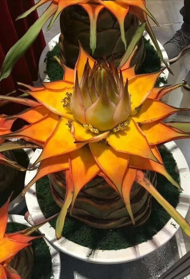 莲花小苗 红莲【小苗】 裸根不带土【图片 价格 品牌 报价】-京东