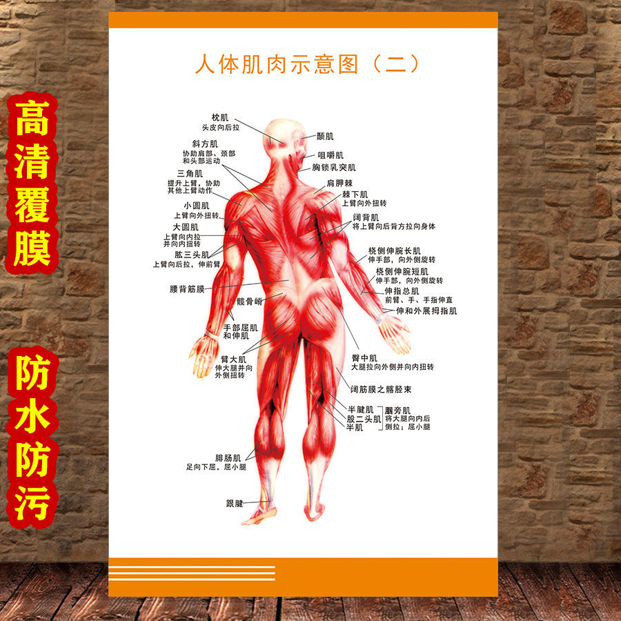 女性生殖图人体内脏解剖系统示意图医学宣传挂图人体结构海报梦倾城yt