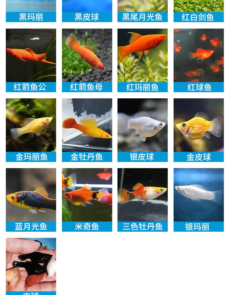 米奇鱼公母区分图解图片
