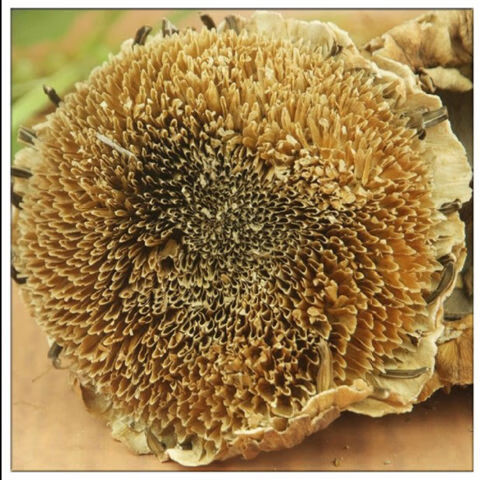 新货精选向日葵花盘整个中药材干向日葵花籽盘粉吉林250克粉