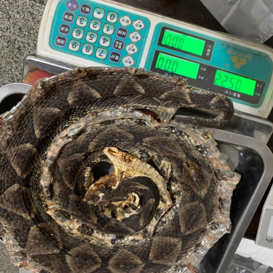 伟博养殖蕲蛇正宗100克尖吻蛇腹蛇新货整条蕲蛇10g500克切段