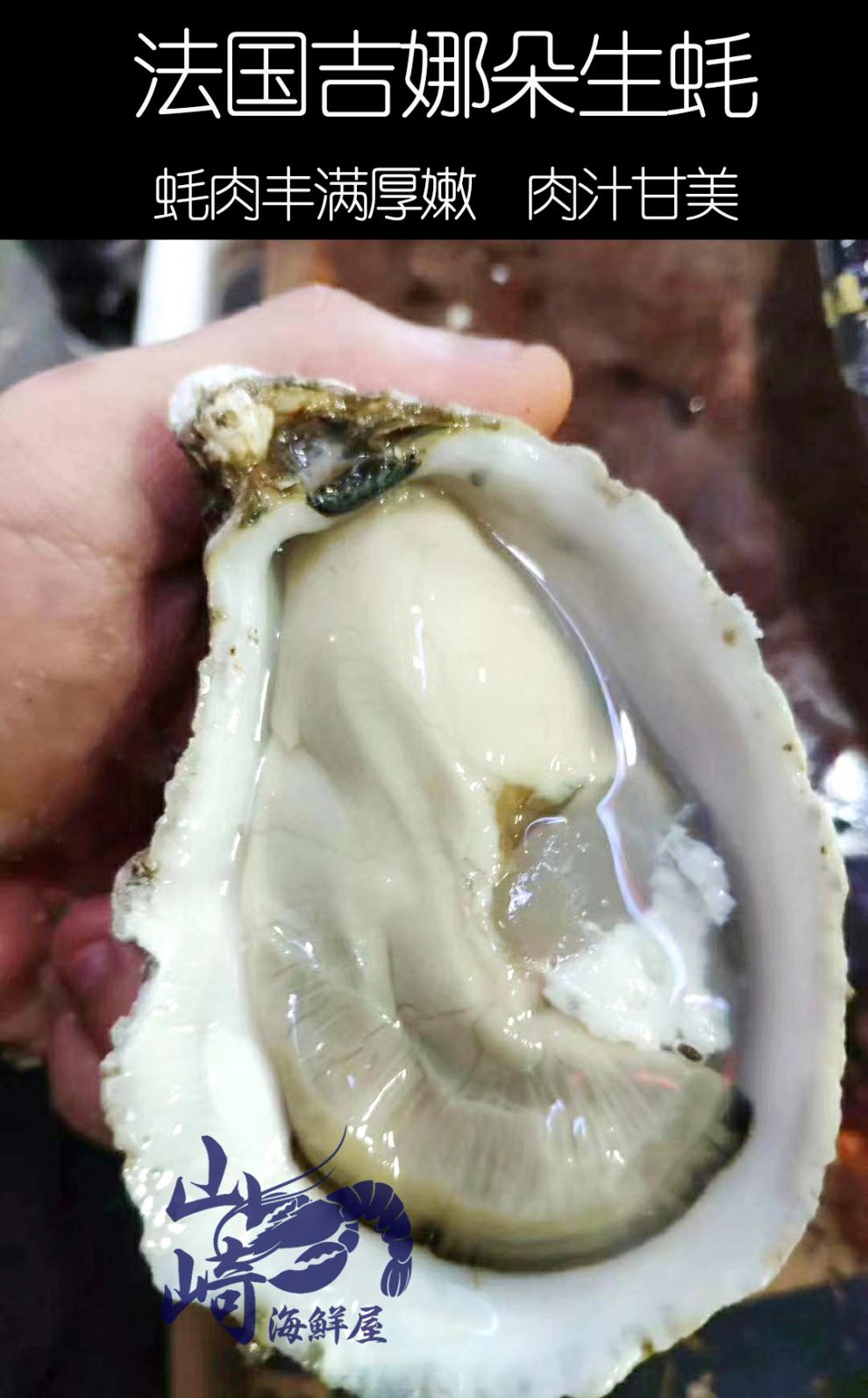 法国原装进口木箱吉娜朵吉拉多生蚝48只空运即食刺身蚝生吃 xxl(120g