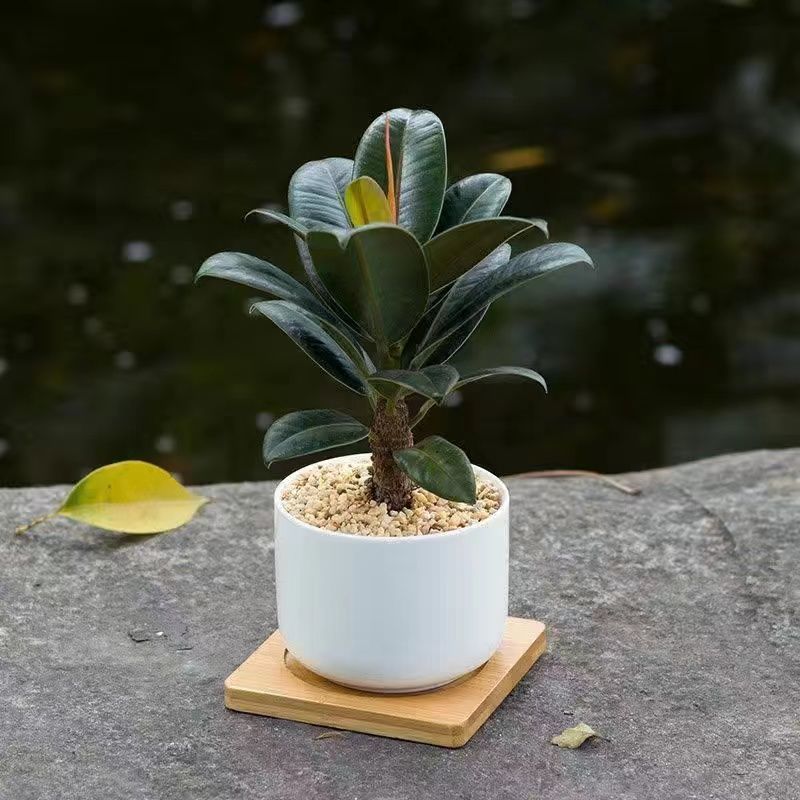 小叶赤楠北欧ins风小绿植桌面办公室内净化空气盆栽四季好养活橡皮树