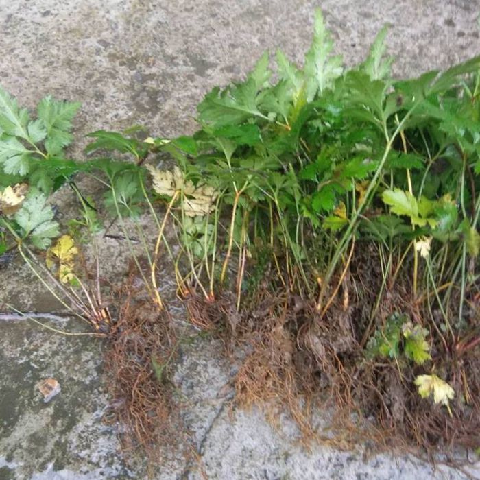 现挖新鲜黄连苗 黄连种苗 川黄连 味连 带须根带土易成活绿植盆栽