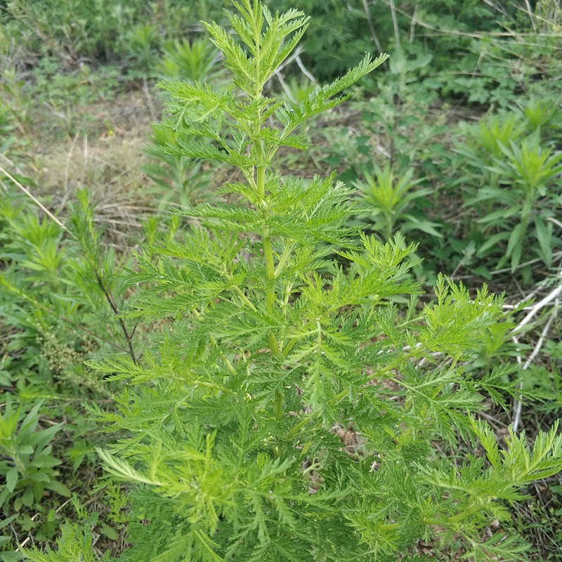 【中秋節推薦】野新鮮青蒿草苦蒿黃蒿中材香下新貨幹黃花銅臭蒿子泡澡