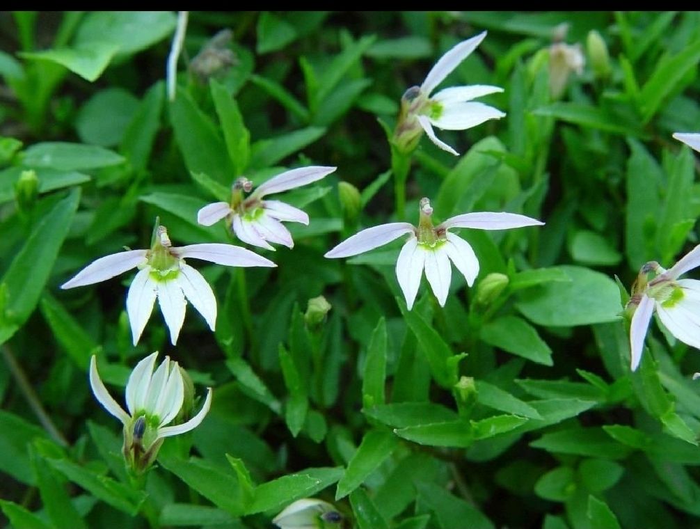 半朵花草药图片