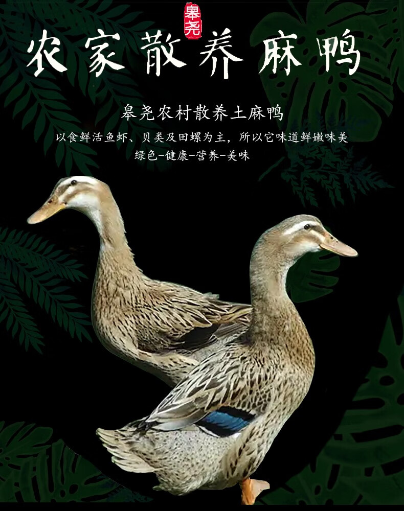 皋尧土鸭三年老鸭子现杀散养整鸭麻鸭农家散养皋尧麻鸭19kg