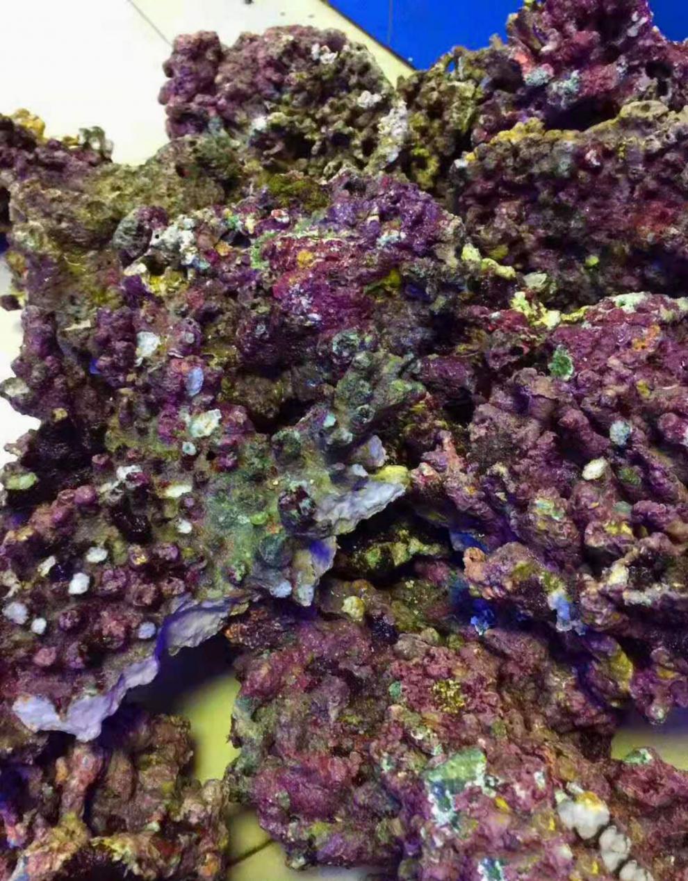 免爆藻活石新鲜高钙深海片状海水过滤鱼缸珊瑚缸多孔微生物造景石 高