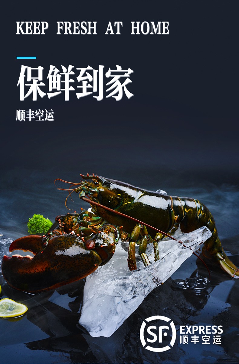 活鲜嘉麟精大龙虾波士顿龙虾鲜活波龙加拿大龙虾38斤规格可选海鲜水产