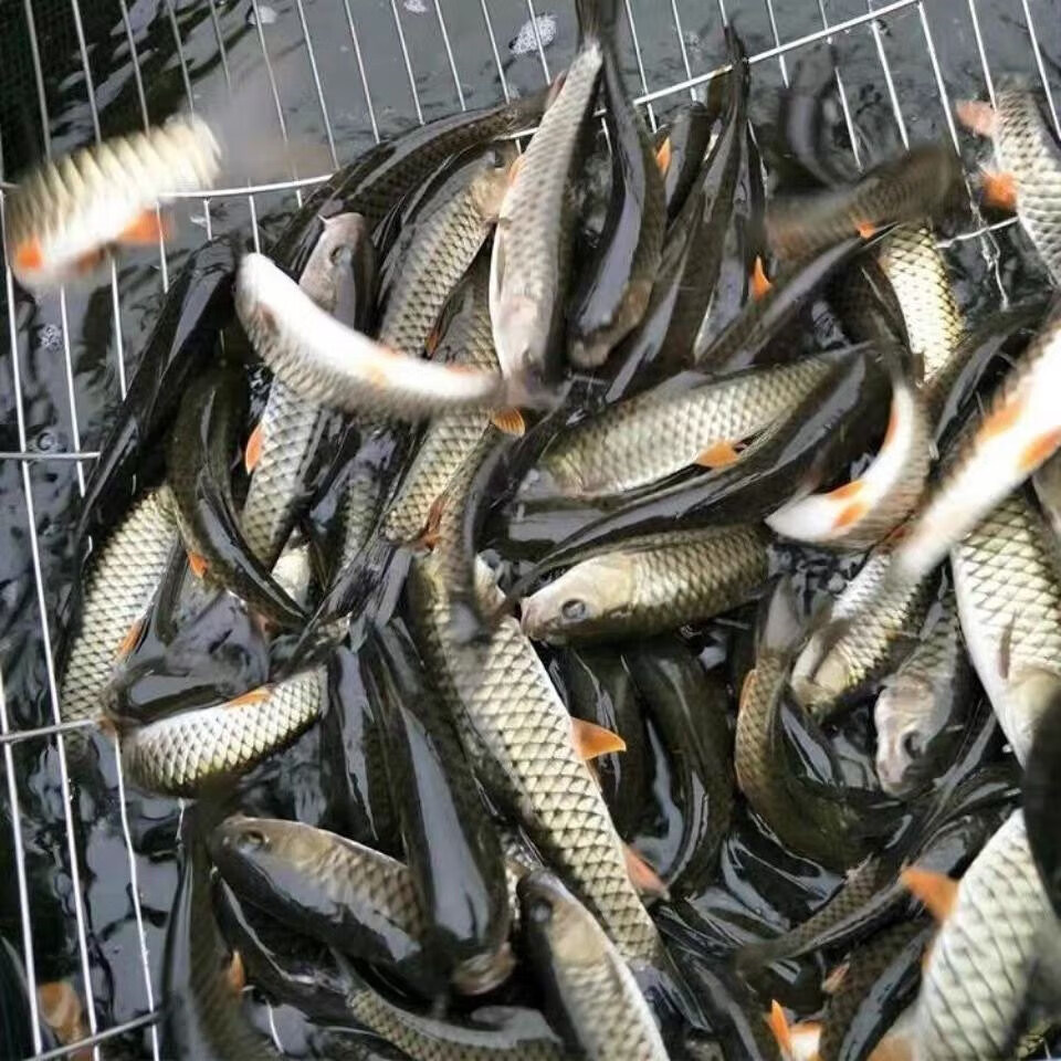 军鱼水花鱼苗倒刺鲃鱼青竹鲩鱼苗纯种江河光倒刺鲃淡水养殖鱼 军鱼